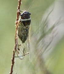 Diceroprocta marevagans