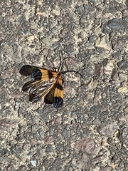 Calopteron reticulatum