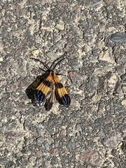 Calopteron reticulatum