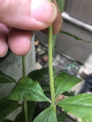Veronicastrum