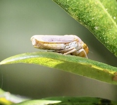 Oncometopia hamiltoni