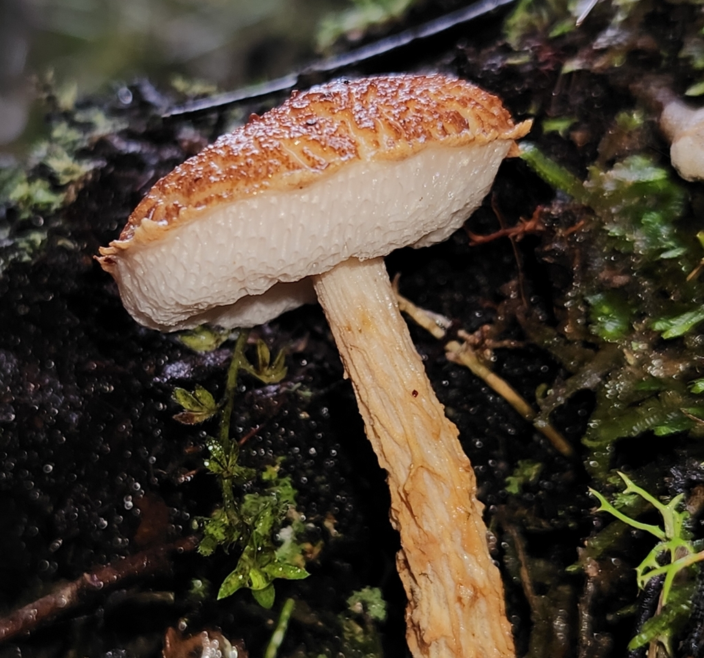 Austroboletus novae-zelandiae · May 2025 · photo: © archie_tarn (iNaturalist, cc-by)