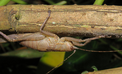 Meroncidius flavolimbatus