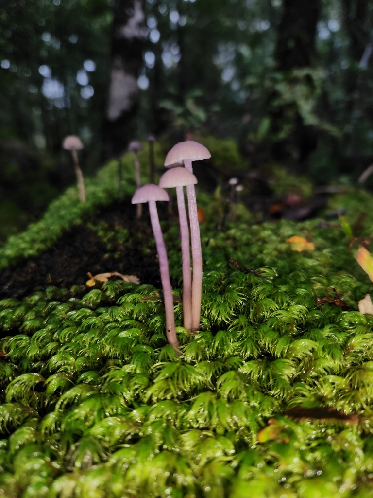 Laccaria masoniae