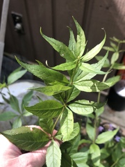 Veronicastrum