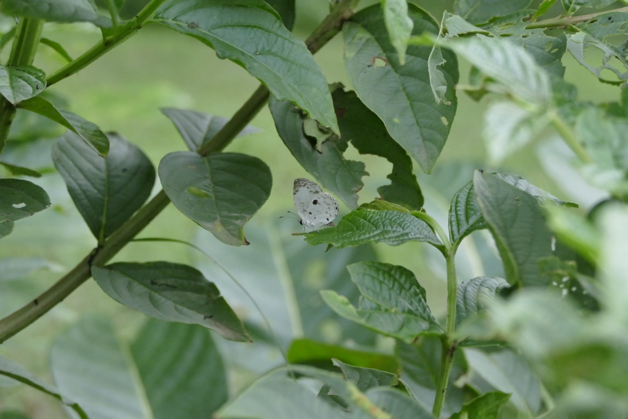 Common Quaker