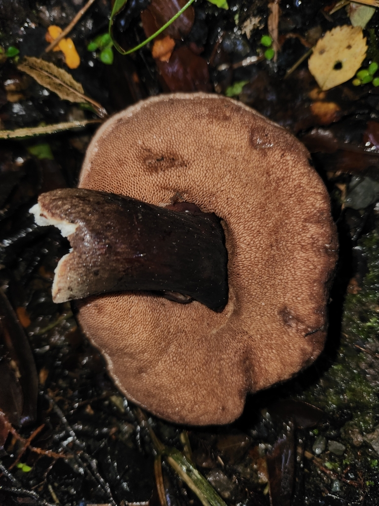 Tylopilus formosus · May 2025 · photo: © archie_tarn (iNaturalist, cc-by)