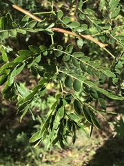 Gleditsia triacanthos