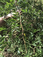 Gleditsia triacanthos