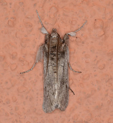 Melitara subumbrella