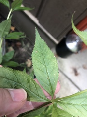 Veronicastrum