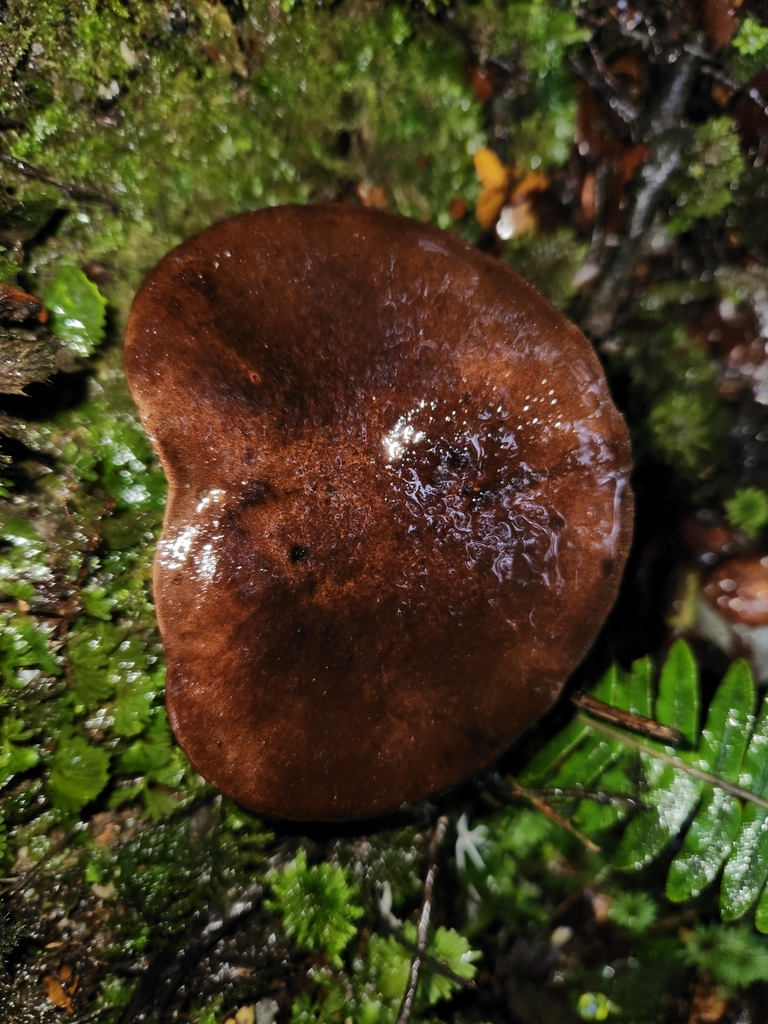 Tylopilus formosus · May 2025 · photo: © archie_tarn (iNaturalist, cc-by)
