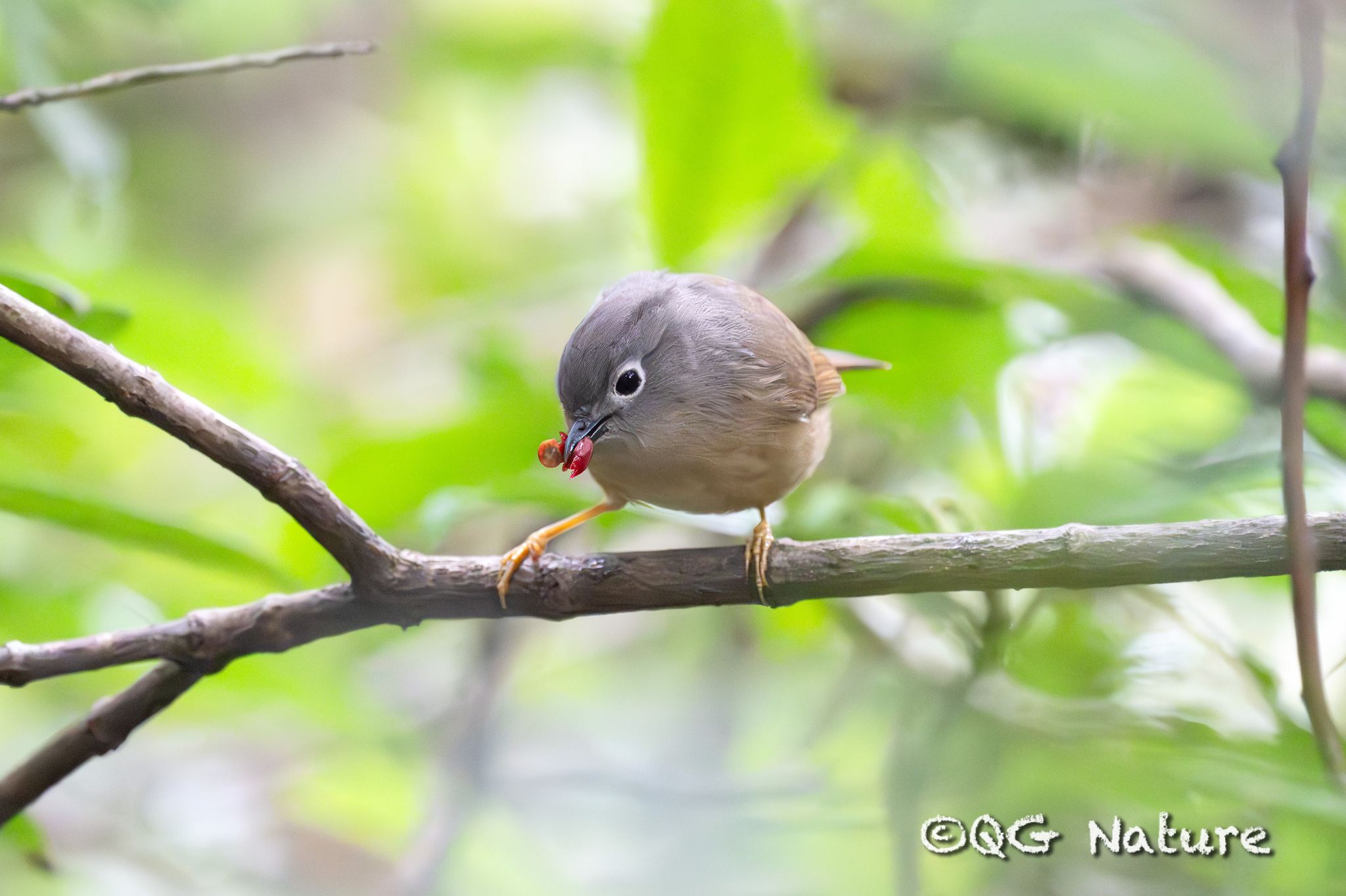 Huet's Fulvetta