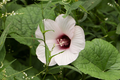 Hibiscus laevis