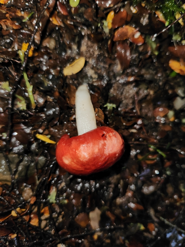 Russula kermesina · May 2025 · photo: © archie_tarn (iNaturalist, cc-by)