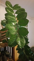 Zamioculcas