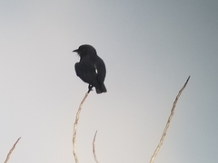 Chelidoptera tenebrosa