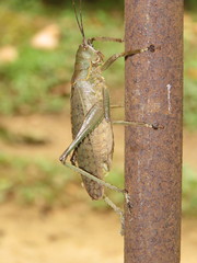 Meroncidius flavolimbatus