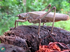 Meroncidius flavolimbatus