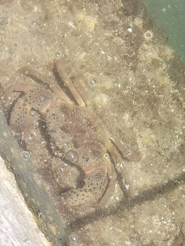 Warty Crab (Eriphia verrucosa)