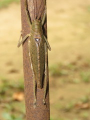 Meroncidius flavolimbatus