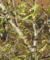 Acacia burkei image