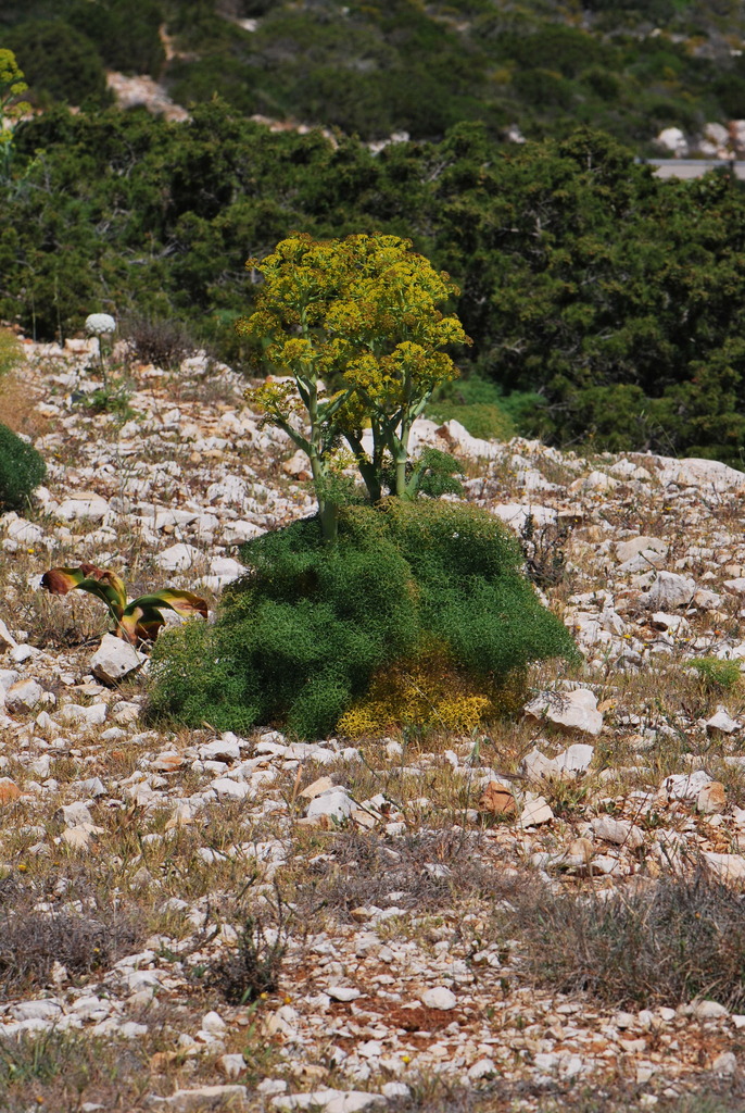 Ferula arrigonii