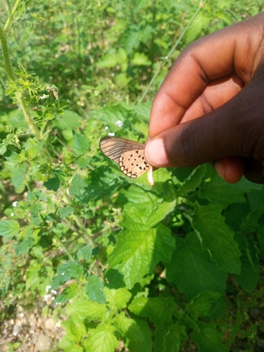 Westwood's Acraea