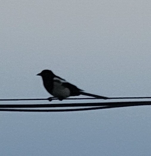 Oriental Magpie