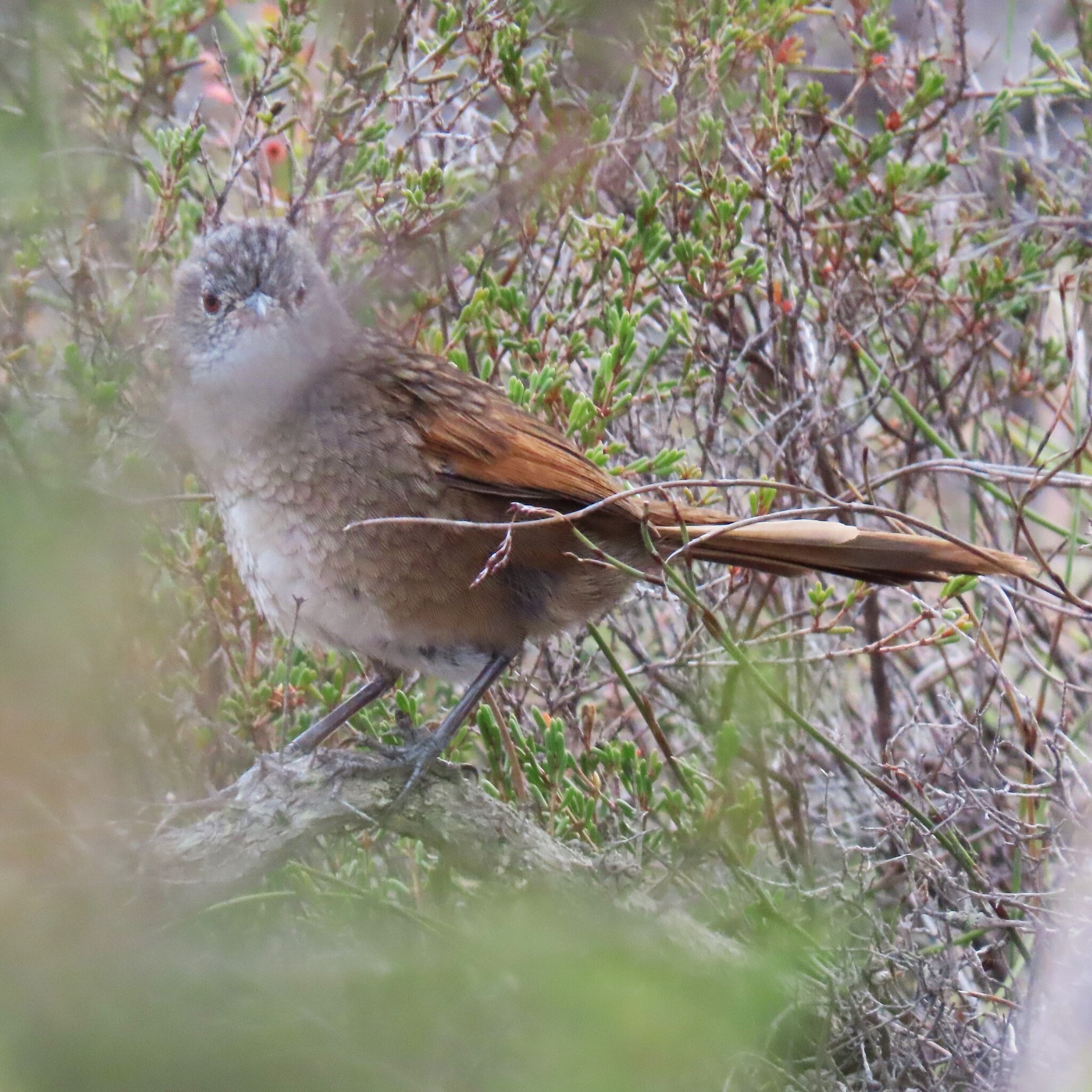Western Bristlebird illustration