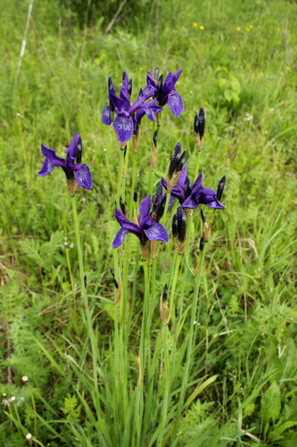 Наблюдение на iNaturalist