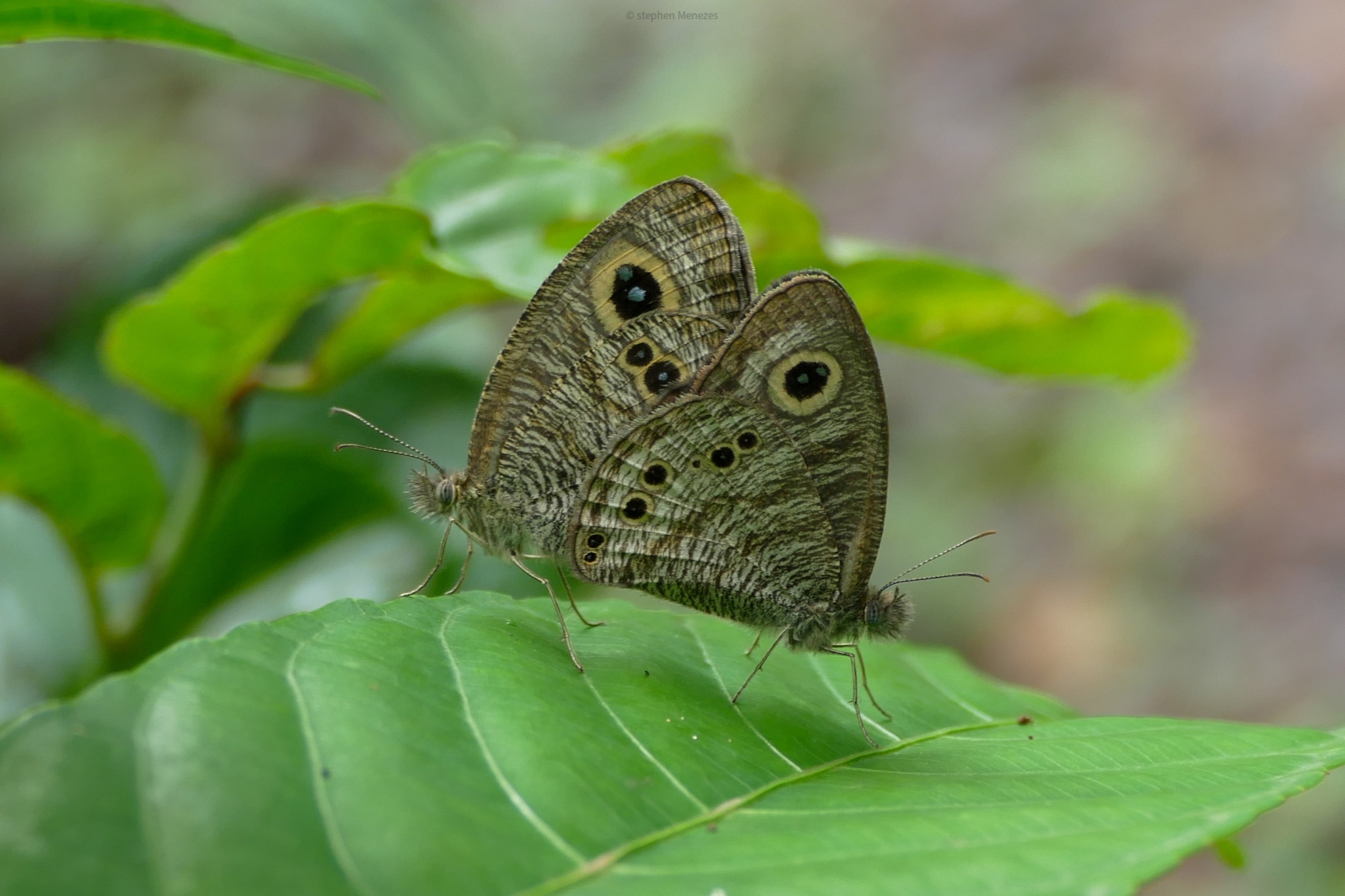 Common Five-Ring