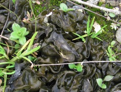 Nostocaceae