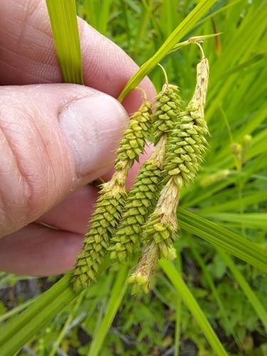Carex dimorpholepis iNat (3)