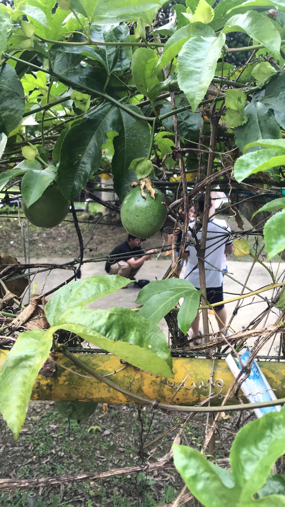 Fruit
