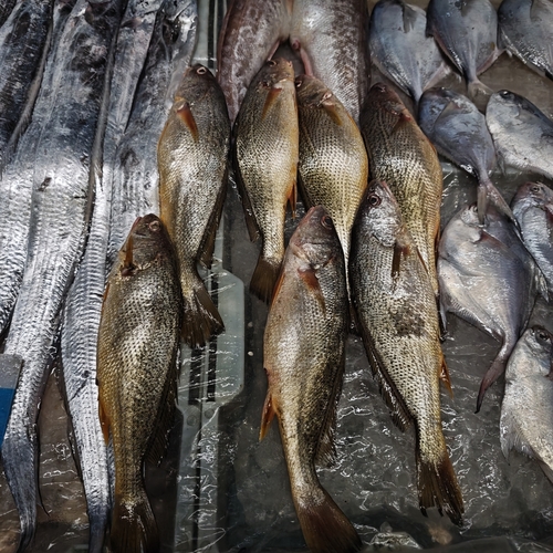 Yellow drum (Nibea albiflora) — Sciaenidae — 3