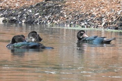 Cairina moschata domestica