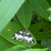 Stebėjimo nuotrauka