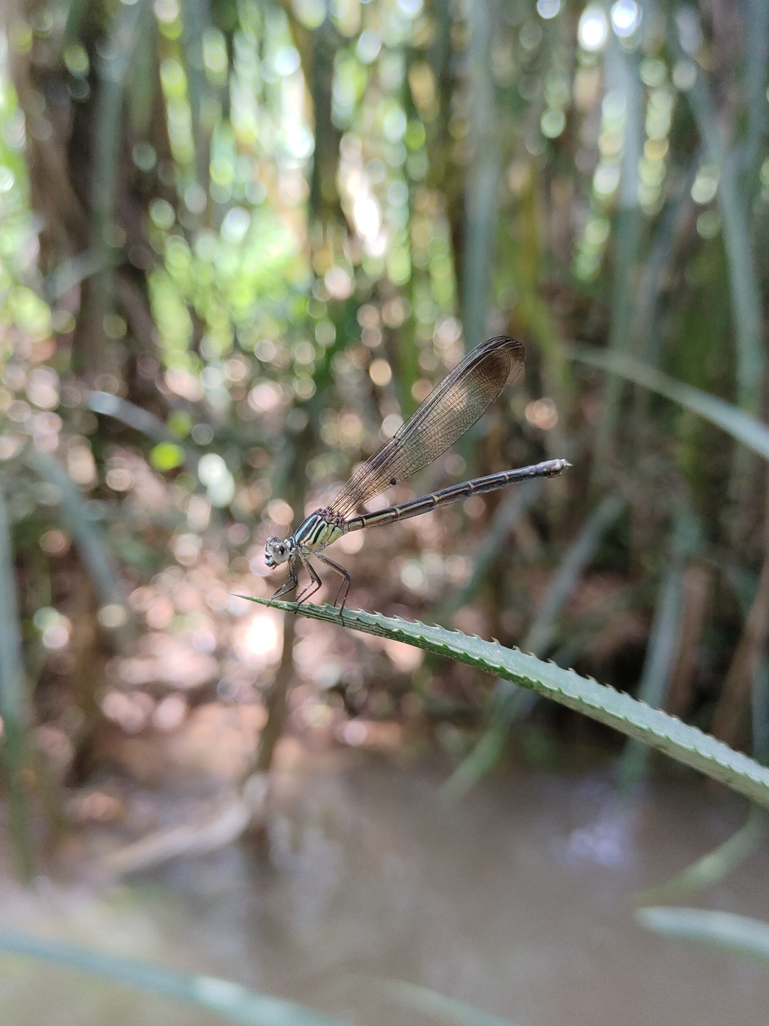 Malabar Satinwing