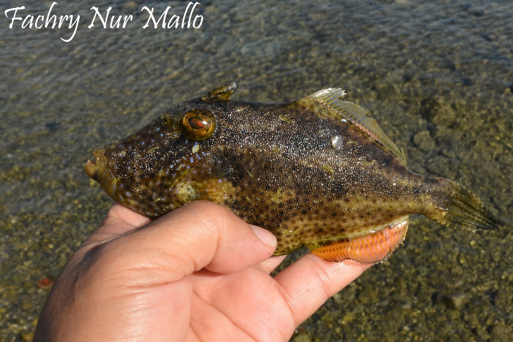 Strapweed filefish (Pseudomonacanthus macrurus) — Monacanthidae