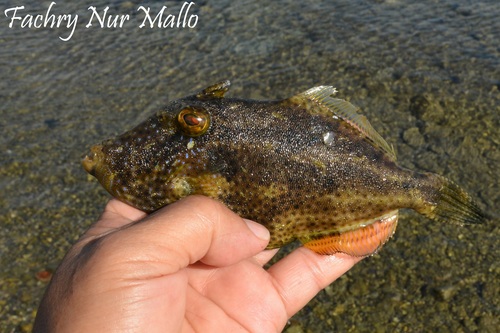 Strapweed filefish (Pseudomonacanthus macrurus) — Monacanthidae