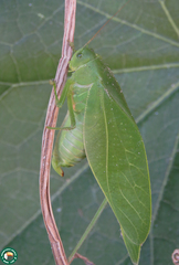 Microcentrum myrtifolium