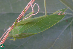 Microcentrum myrtifolium