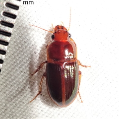 Harpalus gravis