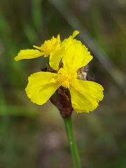 Xyris fimbriata