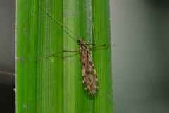 Ilisia maculata