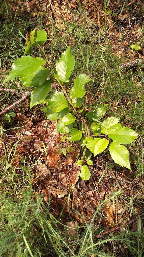 Prunus avium
