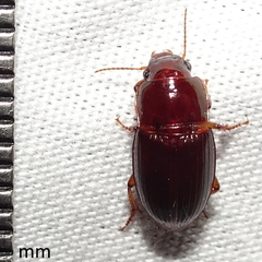 Opadius