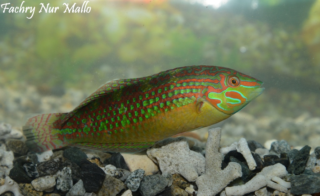 Schwatz's Wrasse