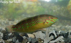 Schwatz's Wrasse photo 1